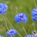 blue, beautiful flowers, flower background-8915851.jpg