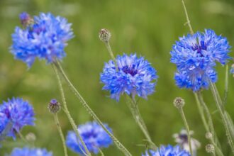 blue, beautiful flowers, flower background-8915851.jpg