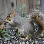 fox squirrel, squirrel, animal-8909500.jpg