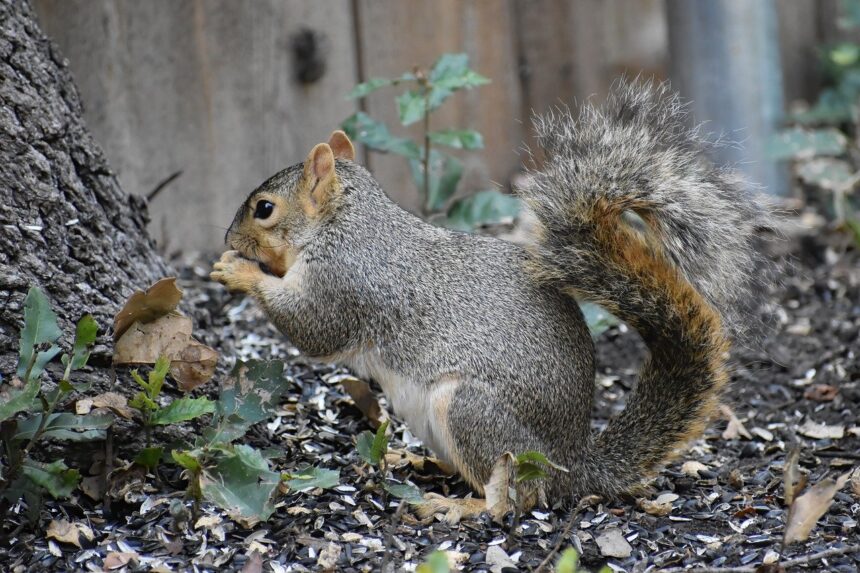 fox squirrel, squirrel, animal-8909500.jpg