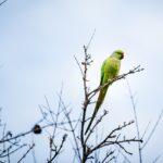 green parrot, parrot, bird-8578207.jpg