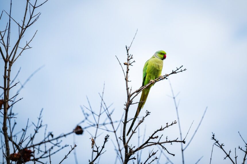 green parrot, parrot, bird-8578207.jpg